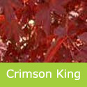 Mature Crimson King Norway Maple Tree (Acer platanoides `Crimson King`) **PRICE INCLUDES FREE UK MAINLAND DELIVERY**